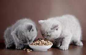 Kitten Food