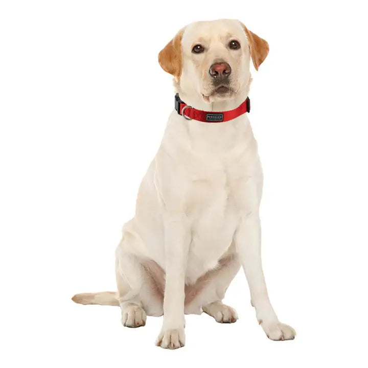 Collars for Dogs & Cats : Durable, Comfortable & Stylish Petspalz