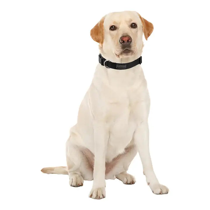 Collars for Dogs & Cats : Durable, Comfortable & Stylish Petspalz