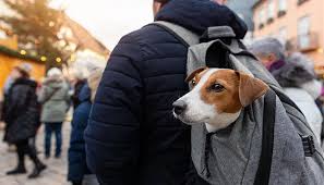 pet travel essentials airline-approved pet carrier