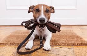 Premium dog walking accessories India