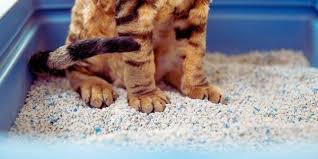 Cat standing in a blue litter box filled with clumping cat litter.