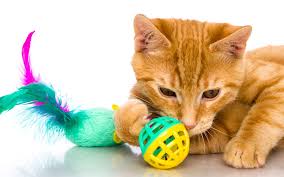 Interactive Cat Toys – Teasers, Mice, Balls