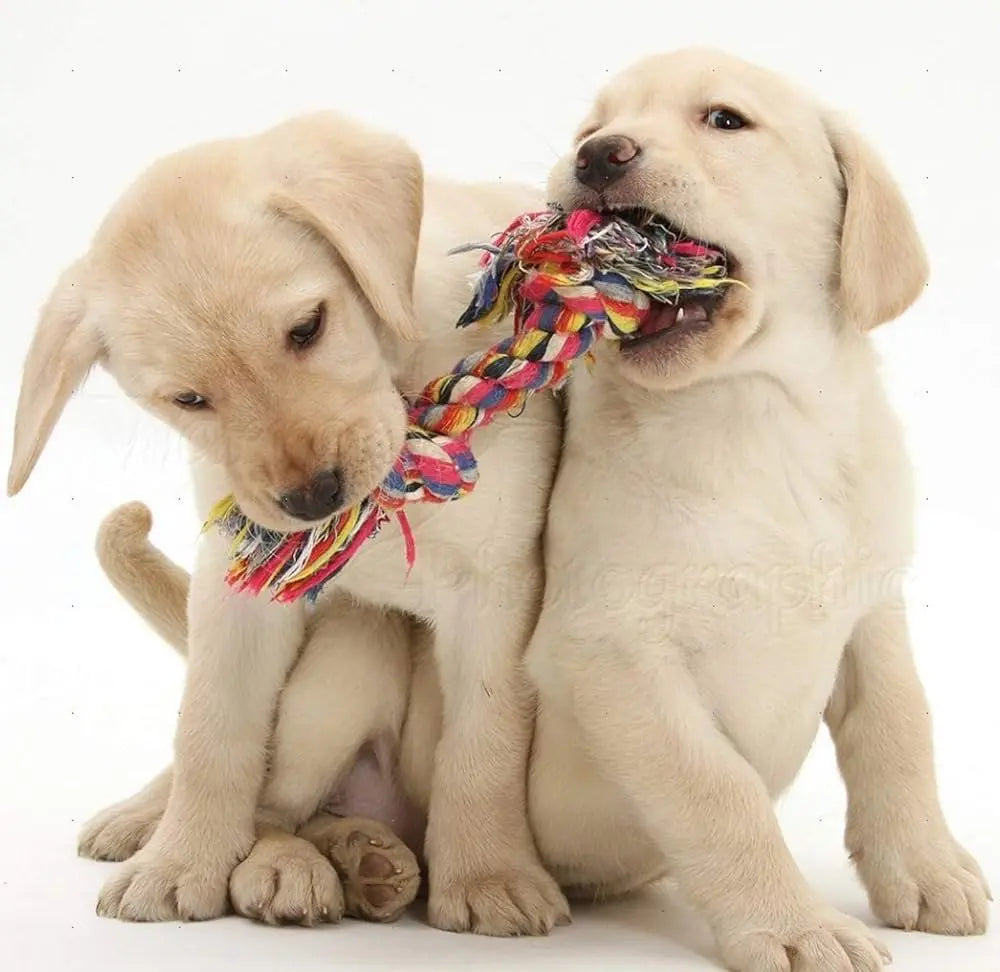 Pet Toys - Petspalz