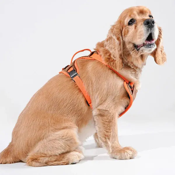 Heavy-duty harness kit for maximum comfort and zero choking - Petspalz
