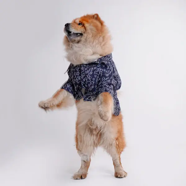Chow Chow wearing a navy printed shirt with white paw and bone patterns design from the latest collection of pet apparel. Shop Printed Shirts for Dogs to upgrade your pet's style.
