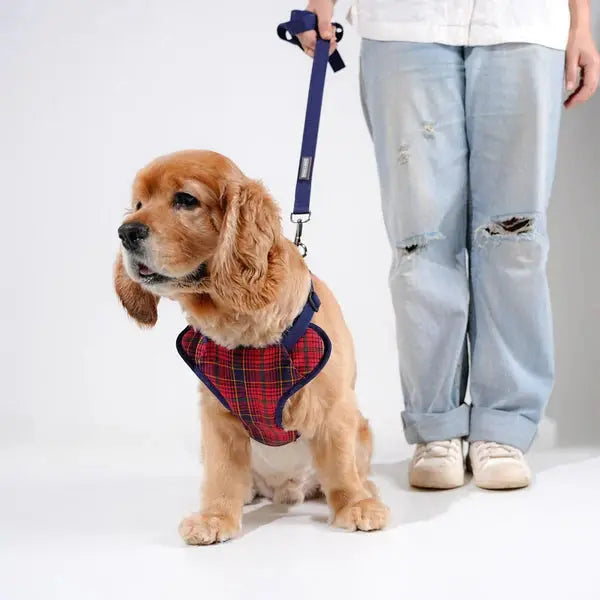 Heavy-duty harness kit for maximum comfort and zero choking - Petspalz