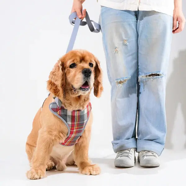 Heavy-duty harness kit for maximum comfort and zero choking - Petspalz