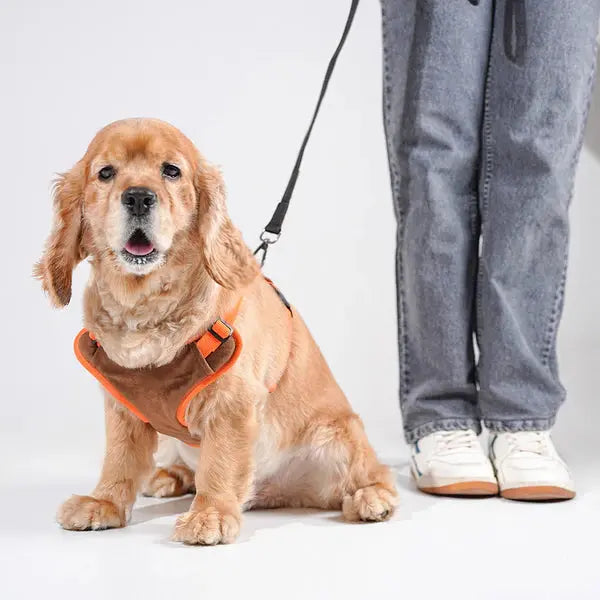 Heavy-duty harness kit for maximum comfort and zero choking - Petspalz