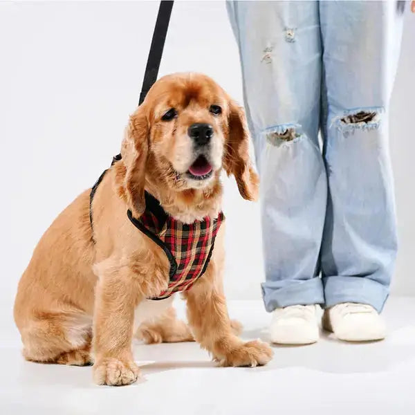 Heavy-duty harness kit for maximum comfort and zero choking - Petspalz