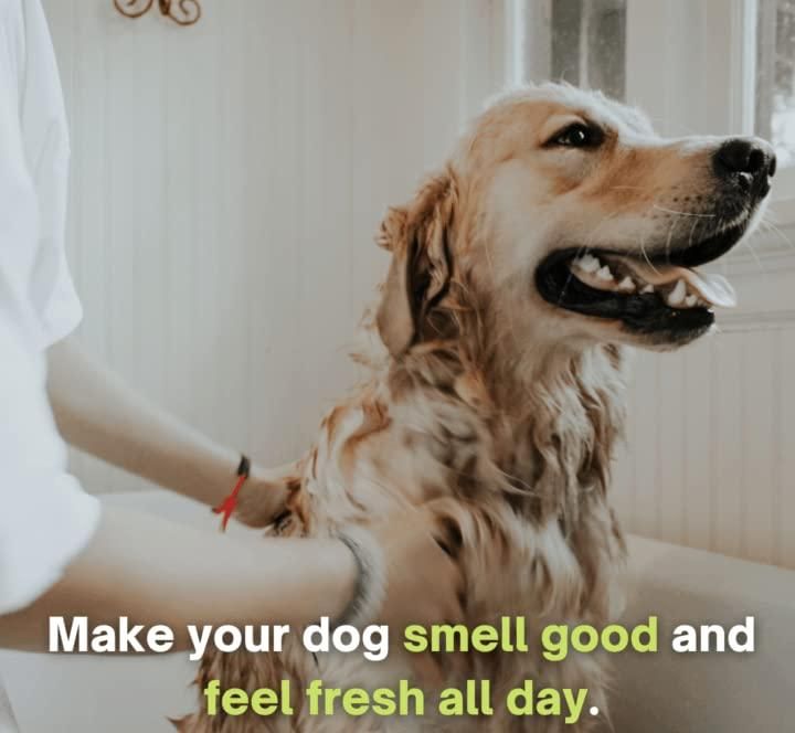  Anti-Itch Dog Shampoo | Ditch to Itch – Soothes Dry, Irritated Skin Petspalz