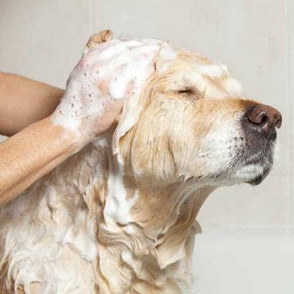  Anti-Itch Dog Shampoo | Ditch to Itch – Soothes Dry, Irritated Skin Petspalz