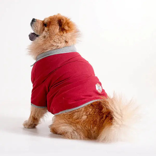 Polo Dog Tshirt in maroon with grey collar, worn by a fluffy dog. Buy Polo Dog Tshirt for all dog sizes and breeds at best price.
