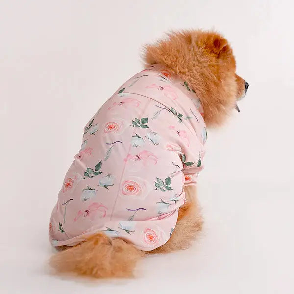 Chow Chow dog wearing a floral printed shirt design from the latest collection of printed shirts for dogs. Stylish pet apparel for summer fashion.