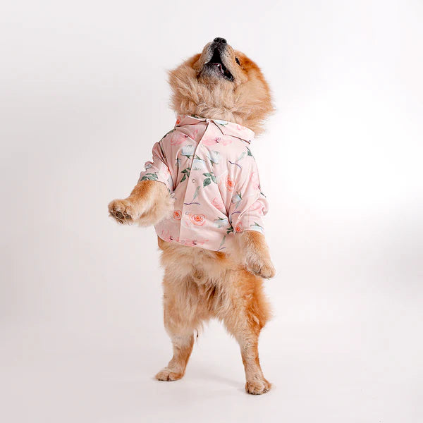 Chow Chow dog wearing a floral printed shirt design from the latest collection of printed shirts for dogs. Stylish pet apparel for summer fashion.