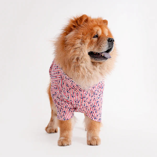 Chow Chow dog wearing a floral printed shirt design from the latest collection of printed shirts for dogs. Stylish pet apparel for summer fashion.