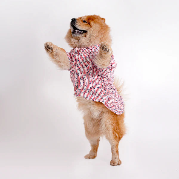 Chow Chow dog wearing a floral printed shirt design from the latest collection of printed shirts for dogs. Stylish pet apparel for summer fashion.