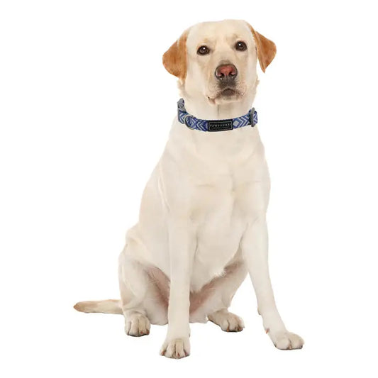  Collars for Dogs & Cats : Durable, Comfortable & Stylish Petspalz