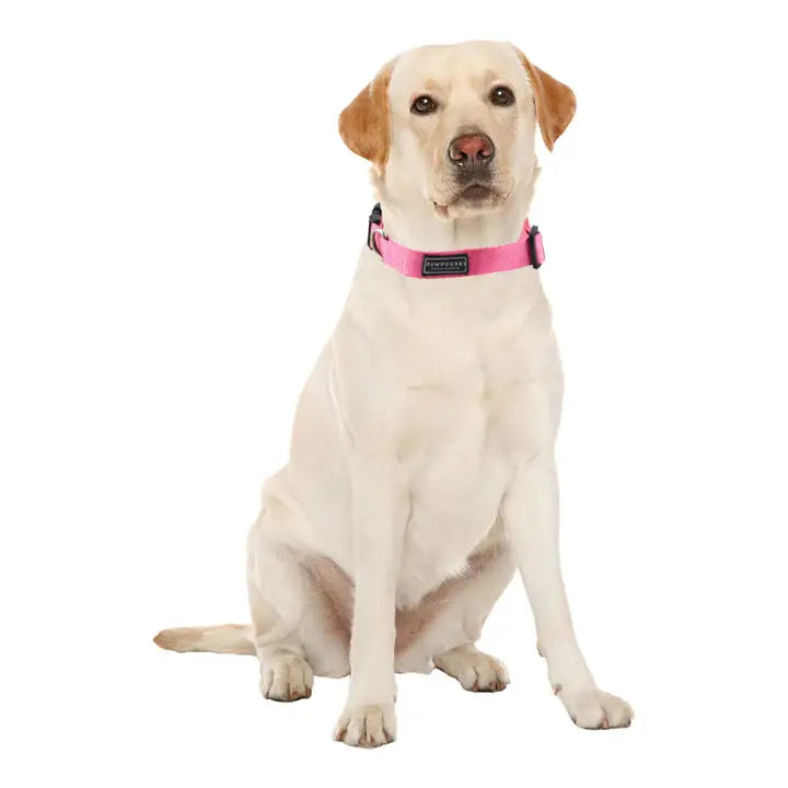  Collars for Dogs & Cats  - Petspalz Petspalz