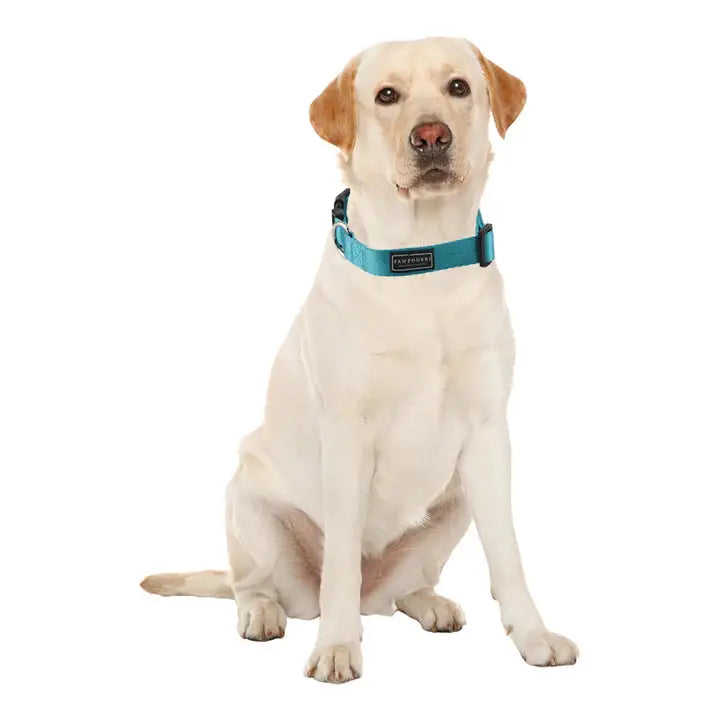  Collars for Dogs & Cats  - Petspalz Petspalz