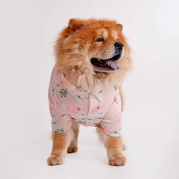 Fluffy dog wearing a floral printed shirt designs from the latest collection of printed shirts for dogs. Stylish pet apparel for summer.