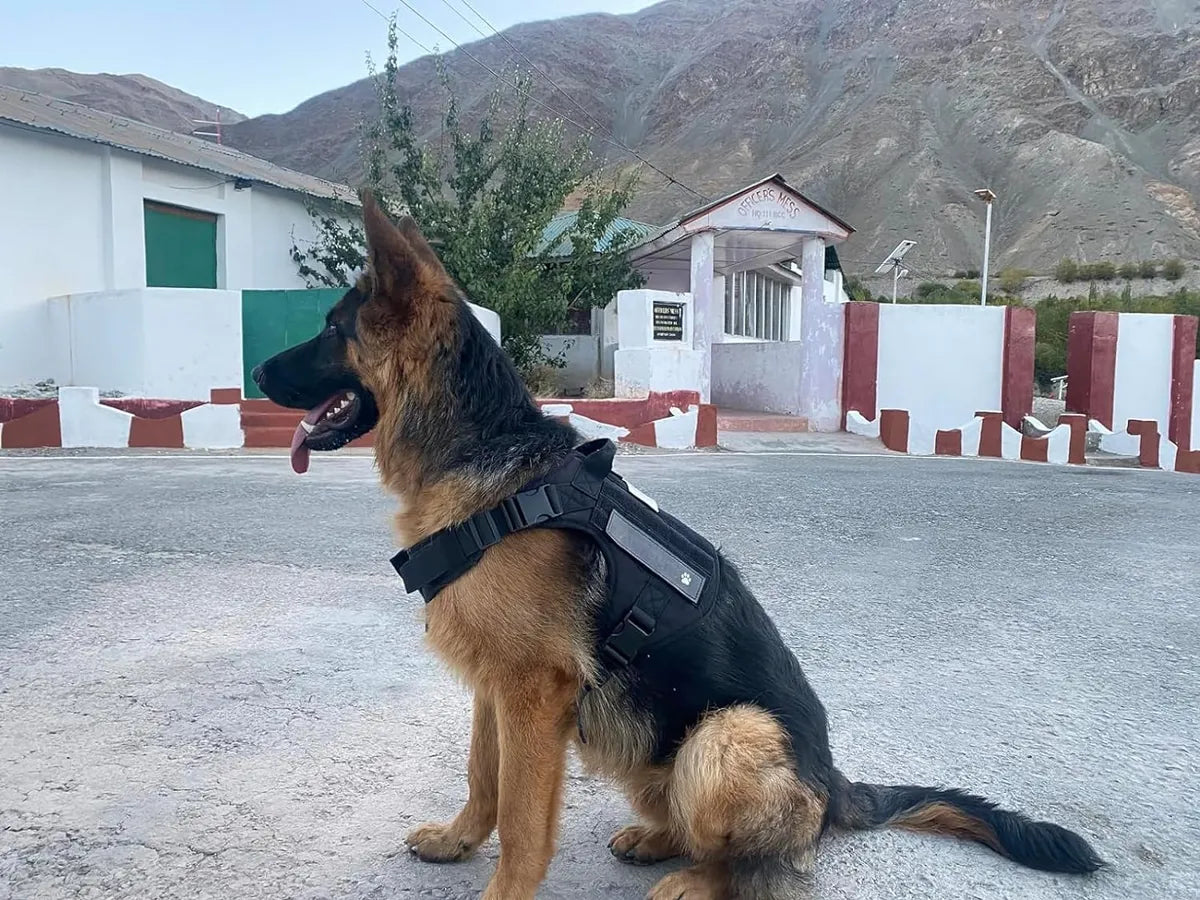  Customized Pet Name Tactical No-Pull Dog Harness with Rope Leash Petspalz