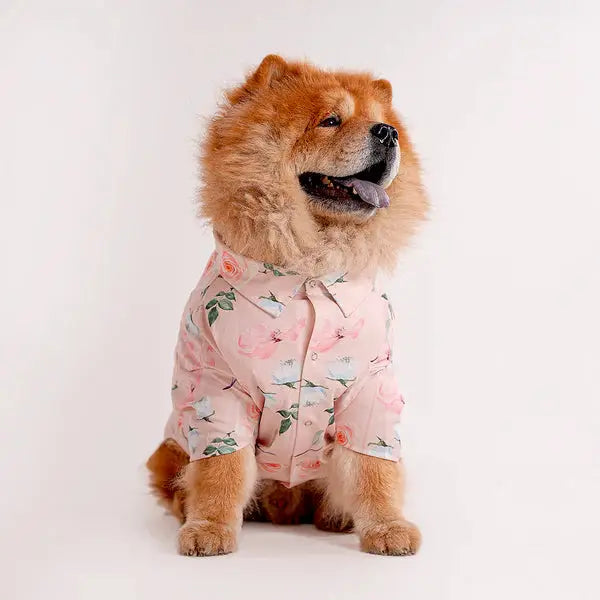Chow Chow wearing a floral printed shirt for dogs from the latest collection. Stylish pet apparel perfect for upgrading your dog's wardrobe.