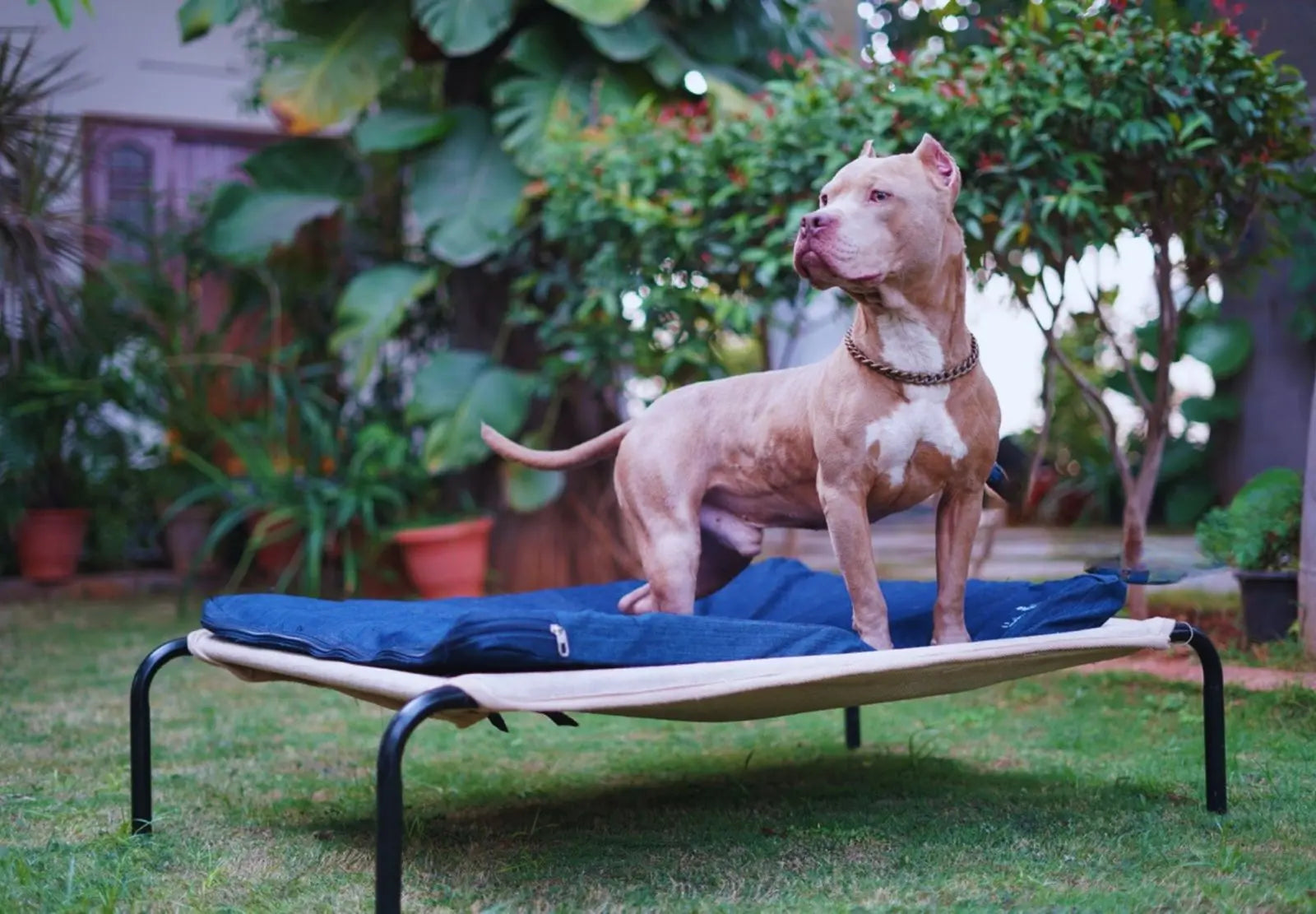  Hessian Dog Bed - Slip-Resistant Bottom Petspalz
