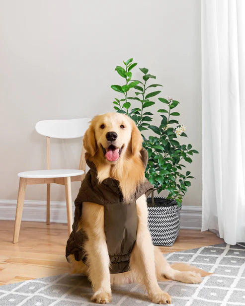  Olive Green Dog Jacket | Warm & Stylish Winter Pet Coat Petspalz