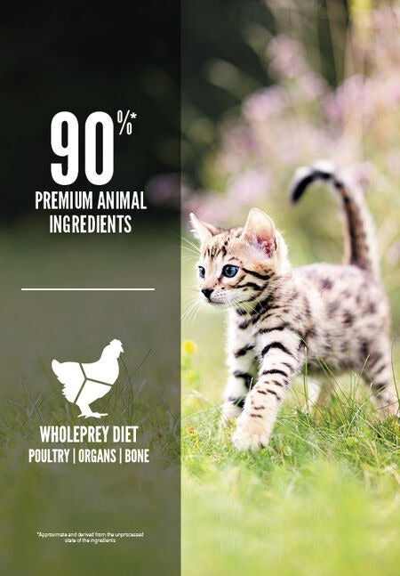  ORIJEN Kitten Food – High Protein, Grain-Free Diet | Growing Kittens Petspalz