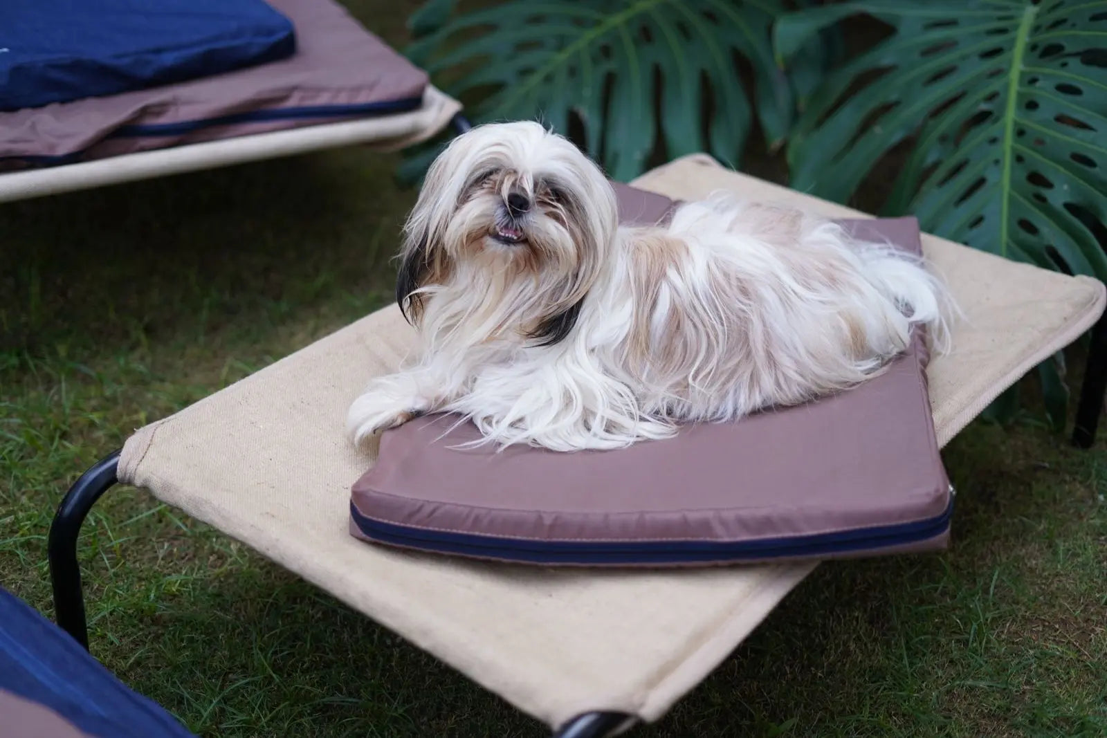  Orthopedic Dog Mattress - Brown Petspalz