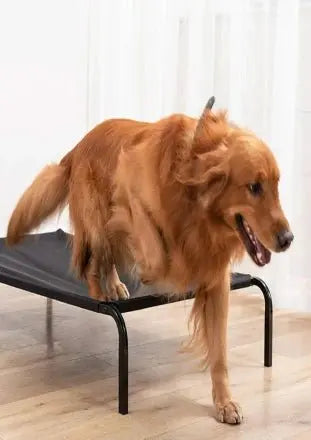  Pet Bed – Orthopedic & Washable for Dogs & Cats | Petspalz Petspalz