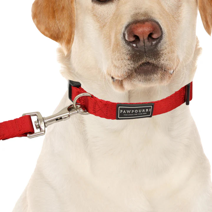  Pet Collar & Leash Set – Adjustable & Durable | Petspalz Petspalz