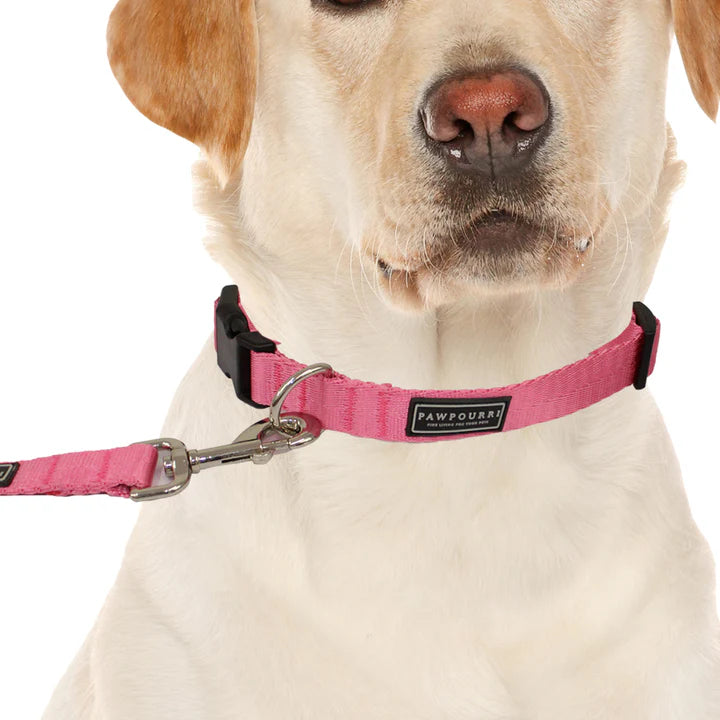  Pet Collar & Leash Set – Adjustable & Durable | Petspalz Petspalz
