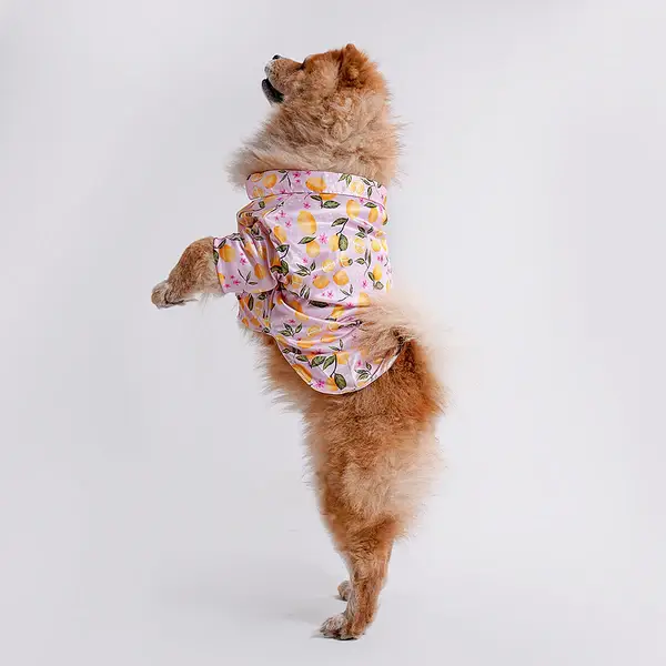  Pet Shirts for Dogs - Petspalz Petspalz