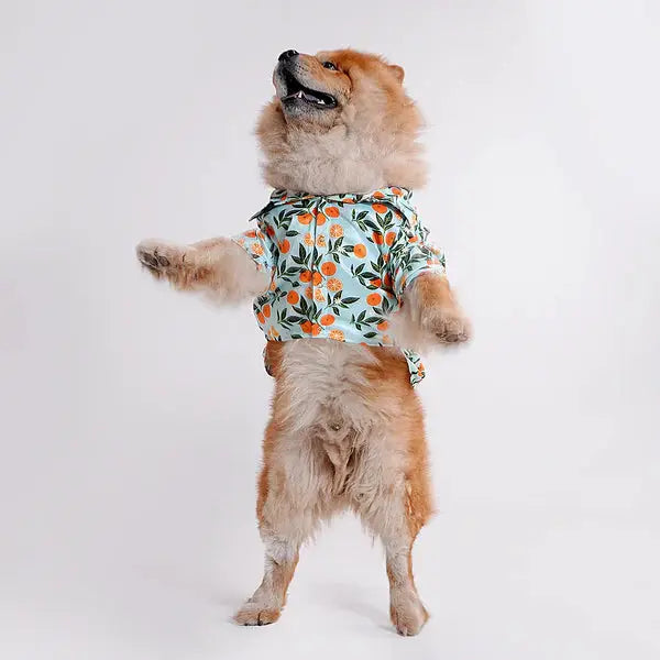  Pet Shirts for Dogs - Petspalz Petspalz