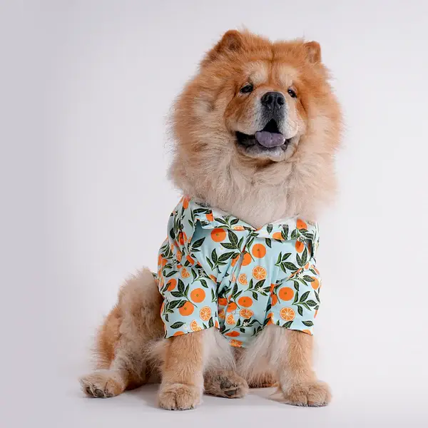  Pet Shirts for Dogs - Petspalz Petspalz