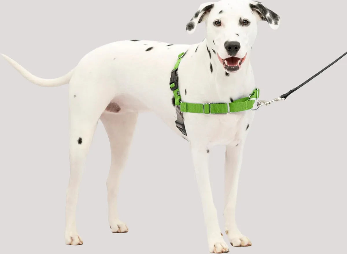  Premium No-Pull Dog Harness with Leash | Adjustable & Comfortable Petspalz