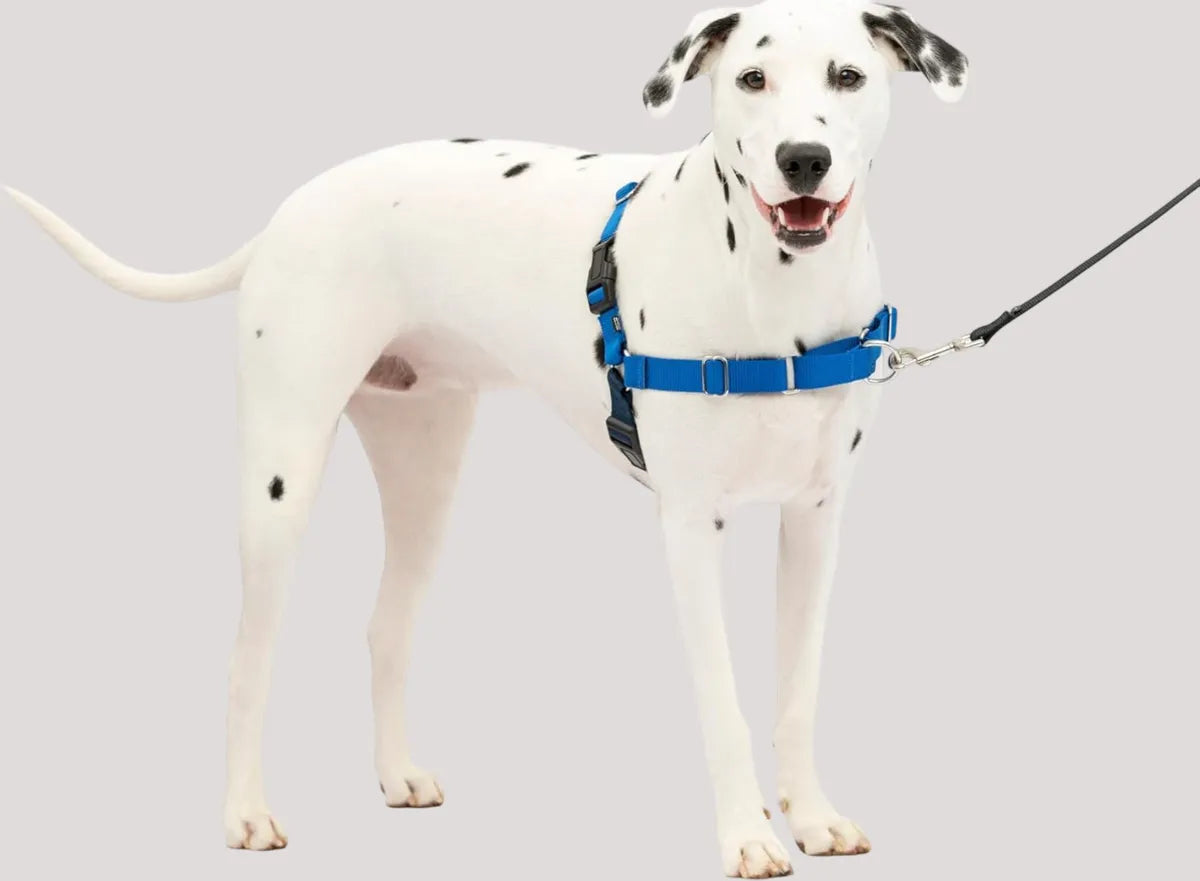  Premium No-Pull Dog Harness with Leash | Adjustable & Comfortable Petspalz