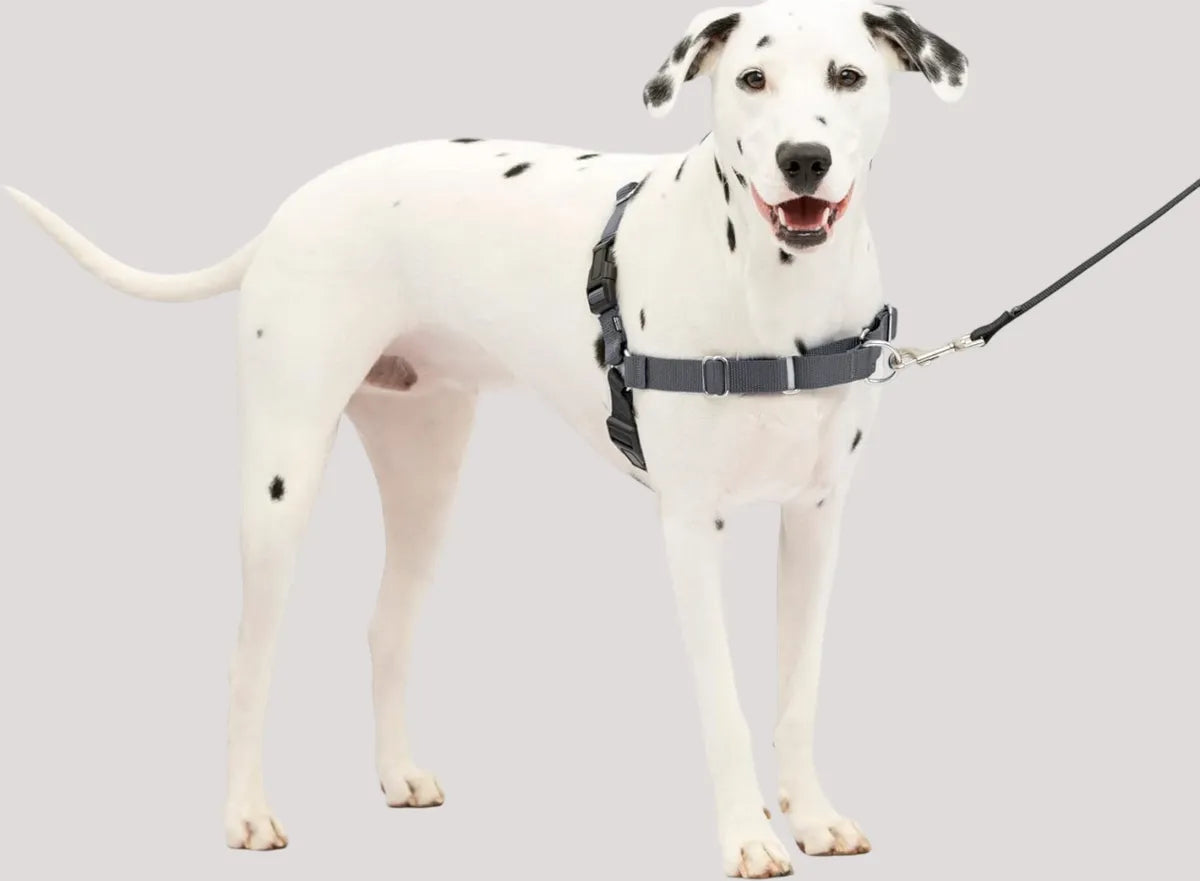  Premium No-Pull Dog Harness with Leash | Adjustable & Comfortable Petspalz