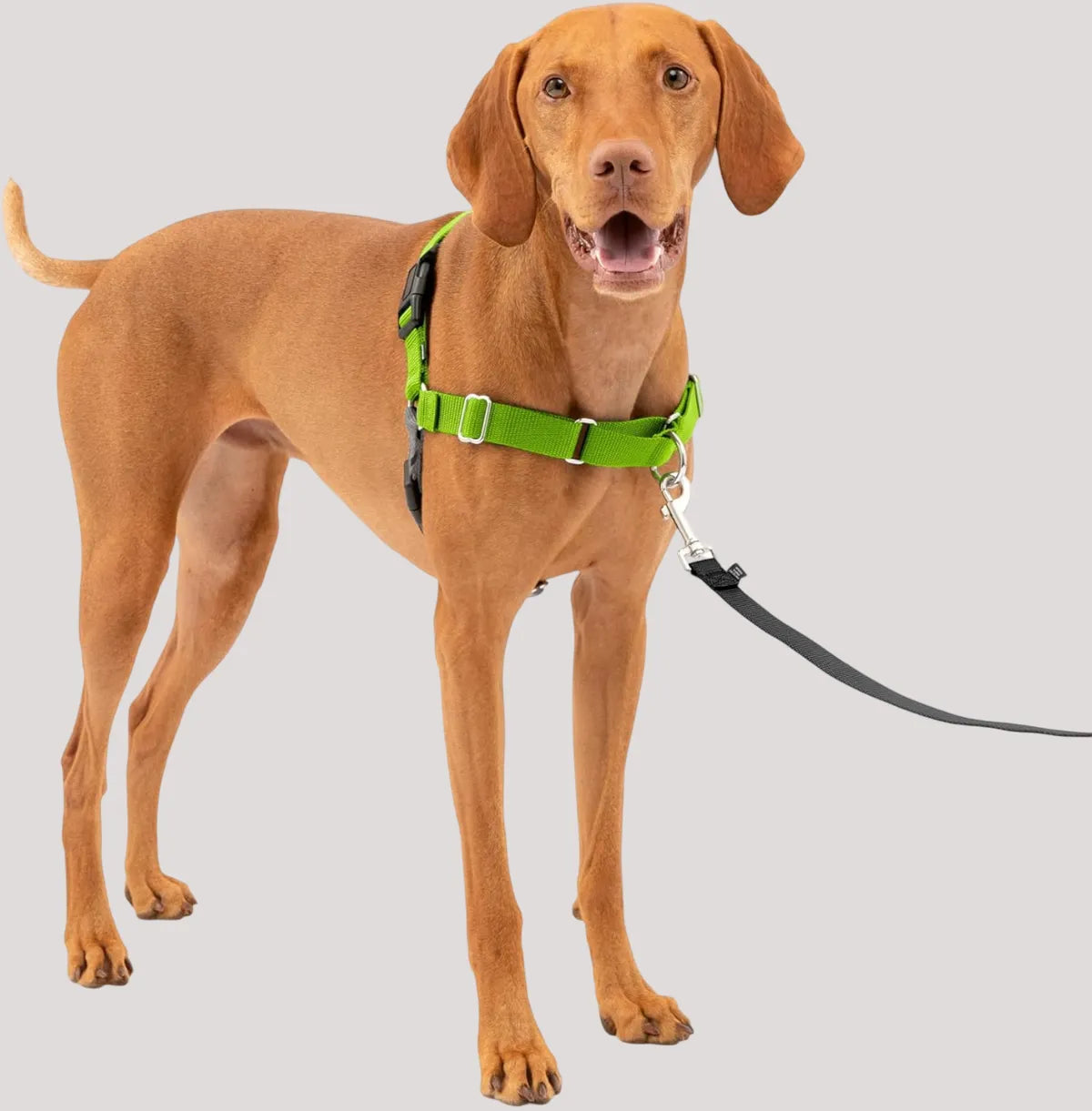  Premium No-Pull Dog Harness with Leash | Adjustable & Comfortable Petspalz