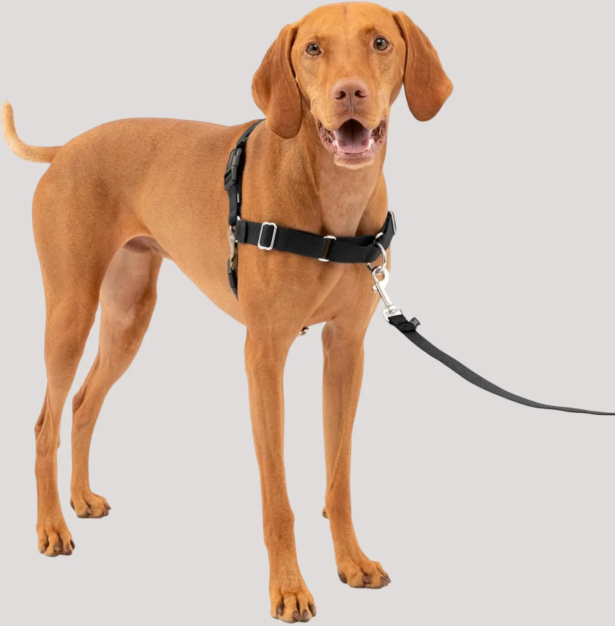  Premium No-Pull Dog Harness with Leash | Adjustable & Comfortable Petspalz