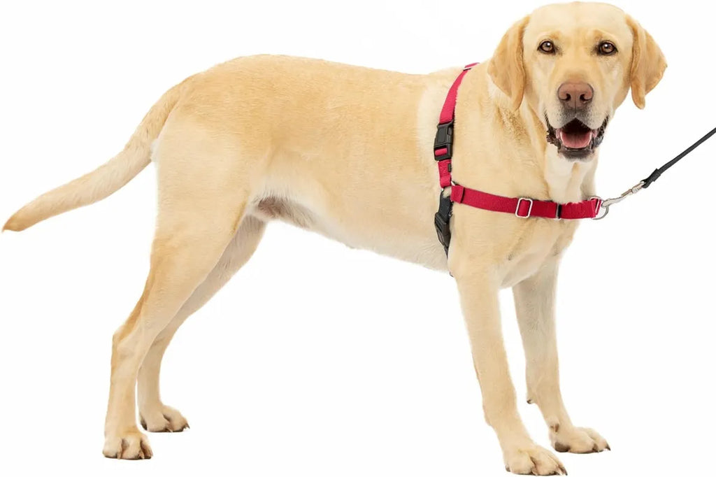  Premium No-Pull Dog Harness with Leash | Adjustable & Comfortable Petspalz