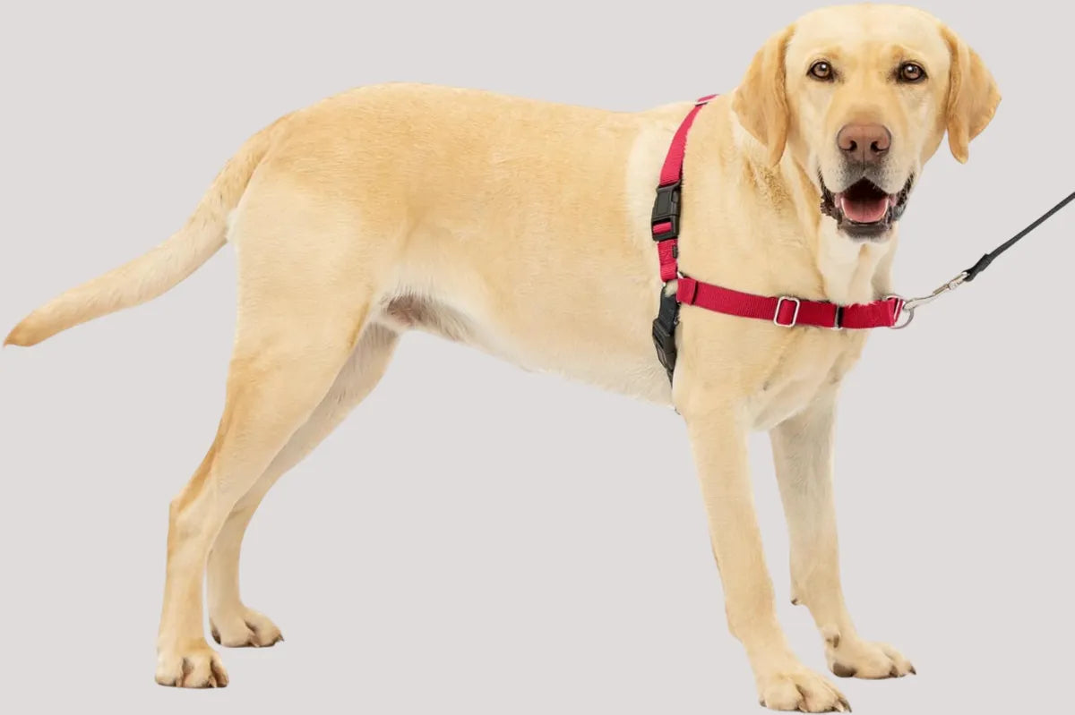  Premium No-Pull Dog Harness with Leash | Adjustable & Comfortable Petspalz