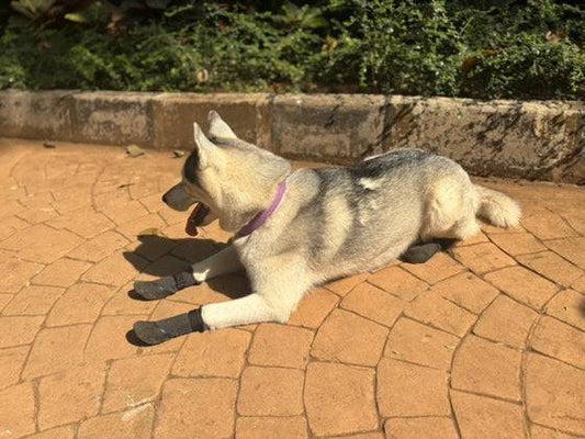  Waterproof Durable Protective Dog Shoes Petspalz