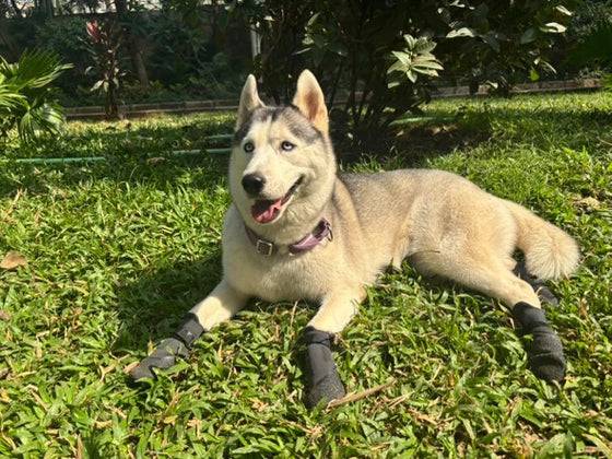  Waterproof Protective Dog Shoes | Paw Protection Boots Petspalz