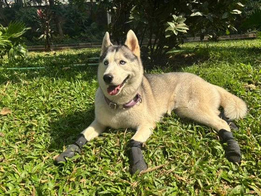  Waterproof Durable Protective Dog Shoes Petspalz