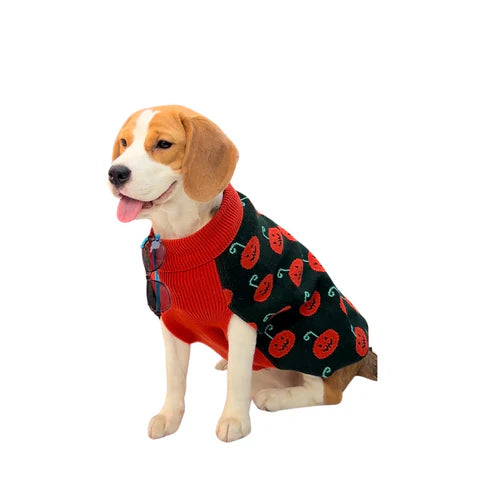  Pumpkin Paws Sweater for Dogs | Cute Fall & Halloween Pet Outfit Petspalz