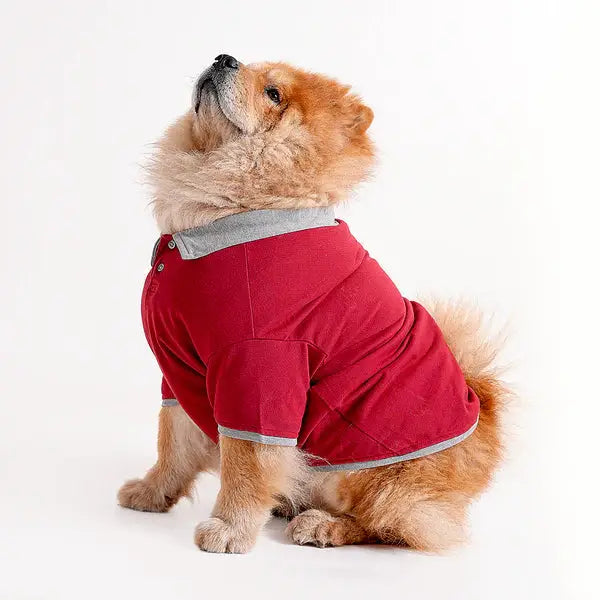 Polo Dog Tshirt in maroon with grey collar, worn by a fluffy dog. Buy Polo Dog Tshirt for all dog sizes and breeds at best price.
