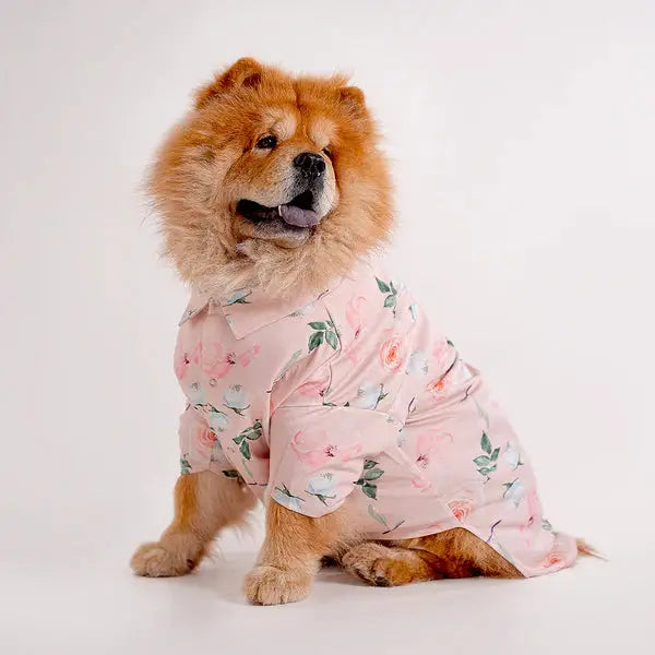 Chow Chow wearing a floral printed shirt design from the latest collection of pet apparel. Shop Printed Shirts for Dogs to upgrade your pet's style.